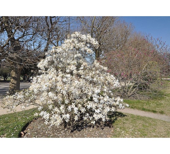 magnolia-stellata