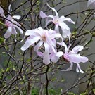 magnolia-stellata-rosea-