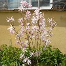 magnolia-stellata-rosea