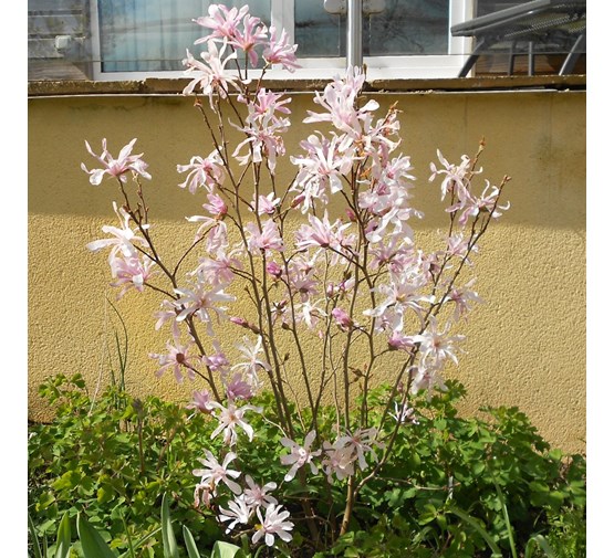 magnolia-stellata-rosea