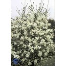 magnolia-stellata-royal-star