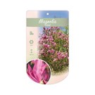 magnolia-susan-