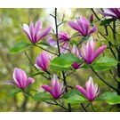 magnolia-susan-