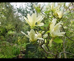 magnolia denudata 