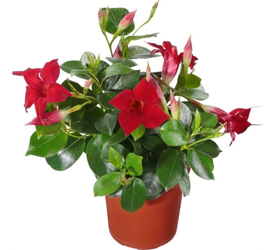 mandevilla sundaville Tuincentrum Pelckmans