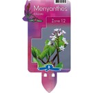 menyanthes-trifoliata
