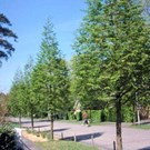 metasequoia-glyptostroboides
