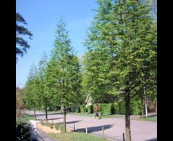 metasequoia glyptostroboides