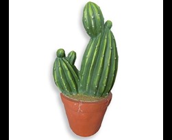 mgo cactus in pot