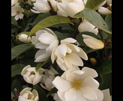magnolia laevifolia (michelia) 