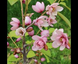 magnolia laevifolia (michelia) 