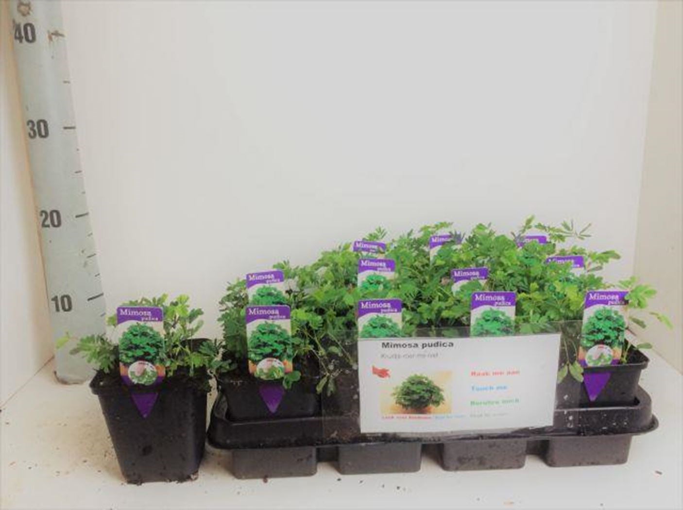 mimosa pudica of kruidje-roer-me-niet - Tuincentrum Pelckmans