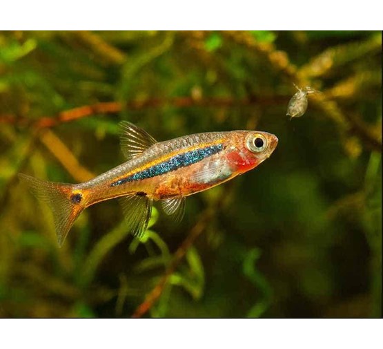 Mini Rasboras Mini rasbora - Tuincentrum Pelckmans