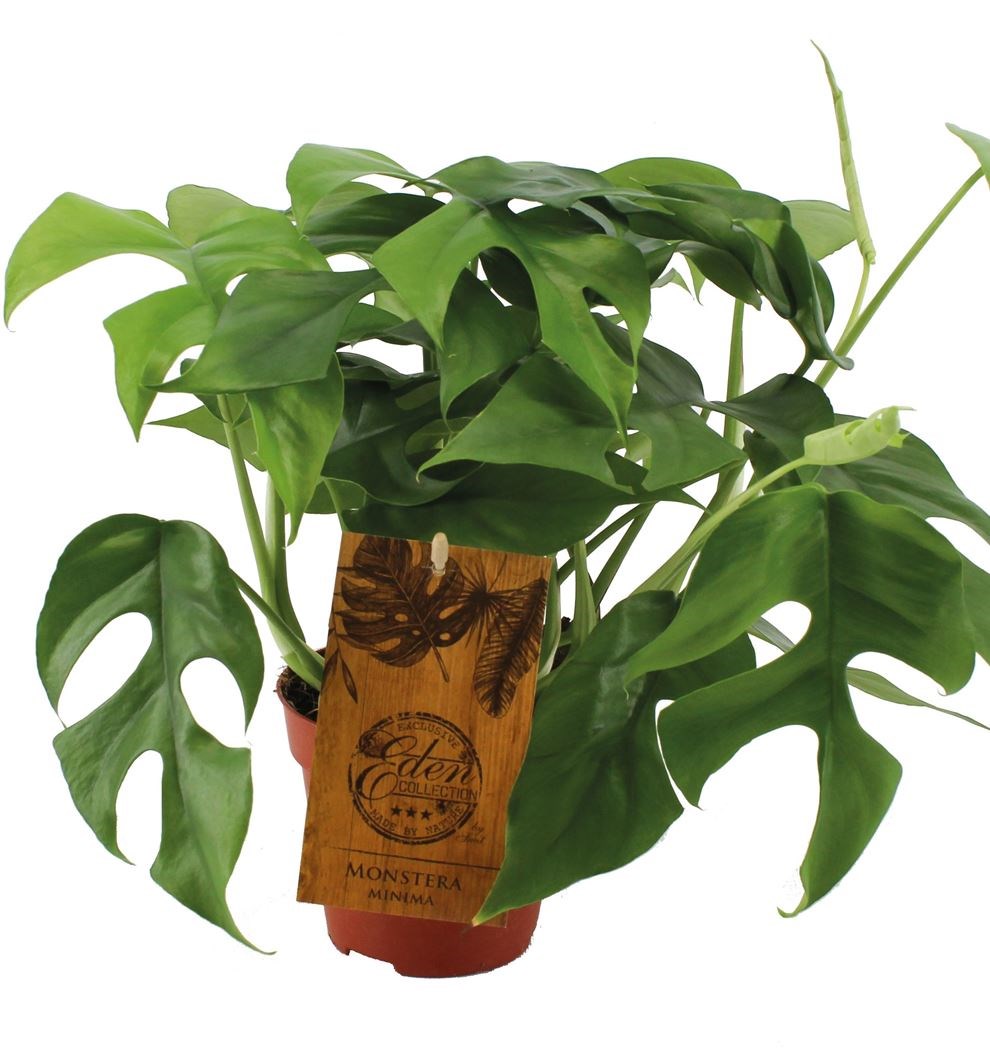 monstera 'minima' - Tuincentrum Pelckmans