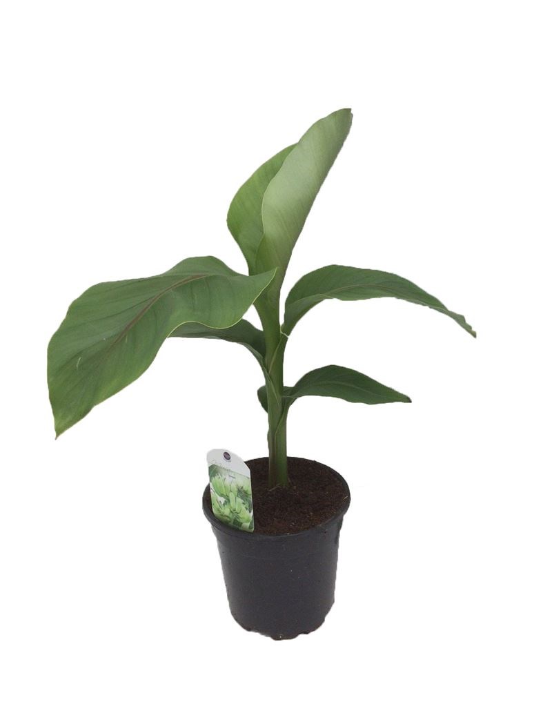 Bananenplant (Musa) verzorging & info Bananenplant (Musa) verzorging & info