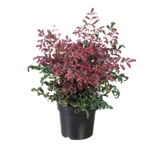                                                                    nandina-domestica-curly-obsessed-