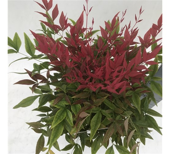 Nandina Domestica Fire Power - Pianta Sempreverde Con Vaso 19cm, Ideale Per Giardino E Terrazzo - Foto 8