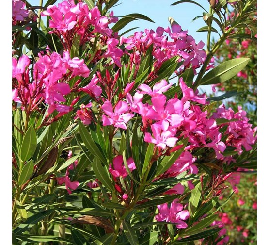 nerium-oleander