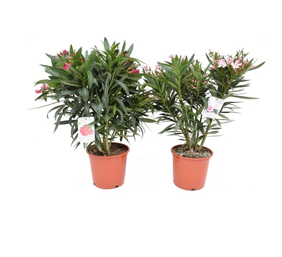 nerium-oleander