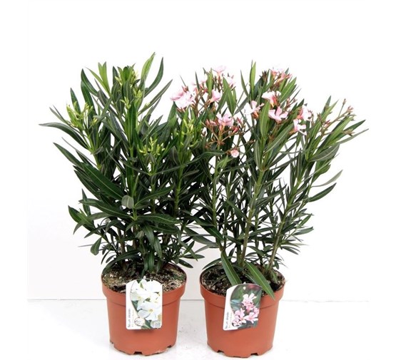 nerium-oleander-p19