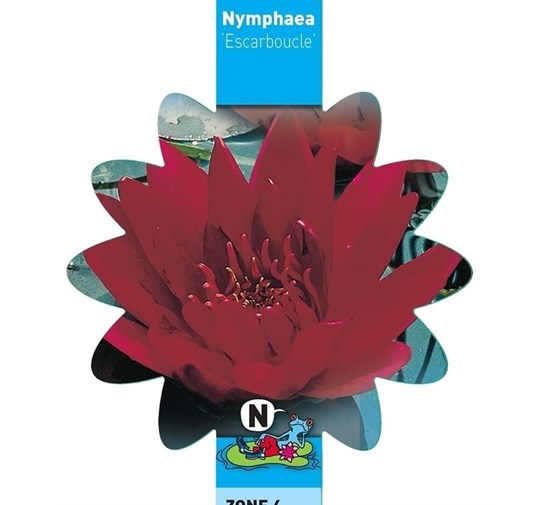 nymphaea-escarboucle