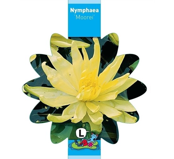 nymphaea-moorei