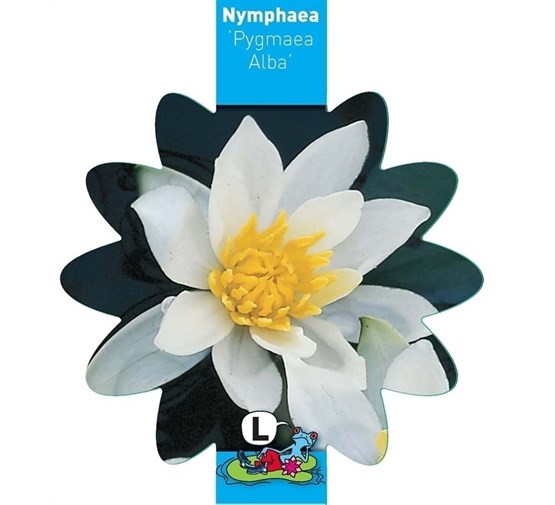 nymphaea-pygmaea-alba