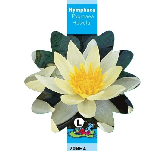 nymphaea-pygmaea-helvola