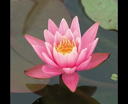 nymphaea roze in mand