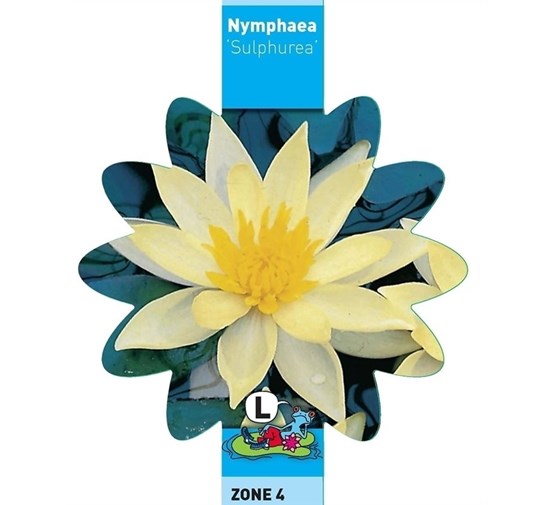 nymphaea-sulphurea
