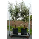 olea-europaea-olijfboom-2
