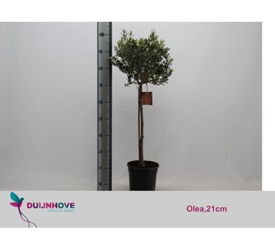 Olijfboom, olea europaea, op stam, pot 19 cm, h 95 cm - Tuincentrum Bull Olijfboom, olea europaea, op stam, pot 19 cm, h 95 cm - Tuincentrum Bull