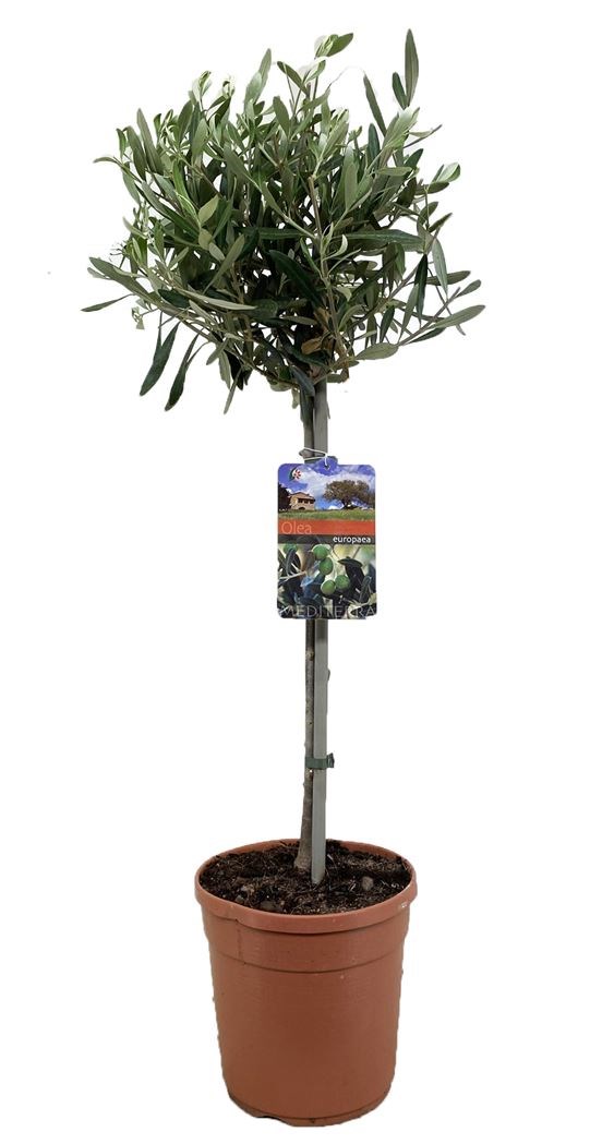 Bloomique