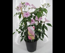 pandorea japonica rosea