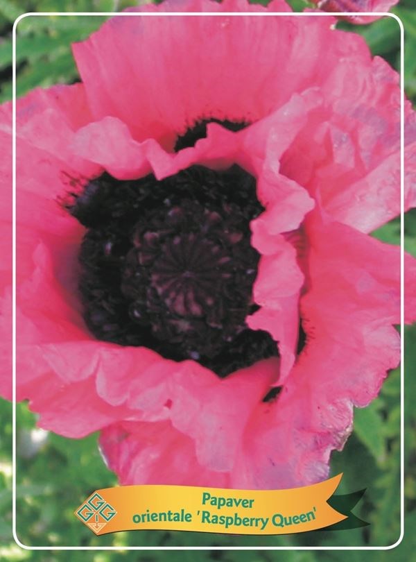 papaver orientale 'raspberry queen' Tuincentrum Pelckmans