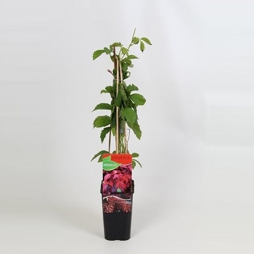 Parthenocissus quinquefolia Ranken