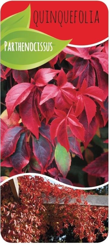Parthenocissus quinquefolia Ranken