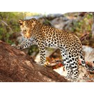 pb-collection-tuinschilderij-africa-wild-cheetah