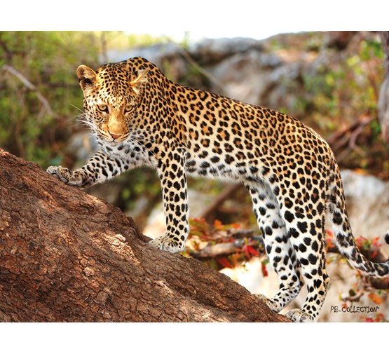 pb-collection-tuinschilderij-africa-wild-cheetah