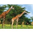 pb-collection-tuinschilderij-africa-wild-giraffe