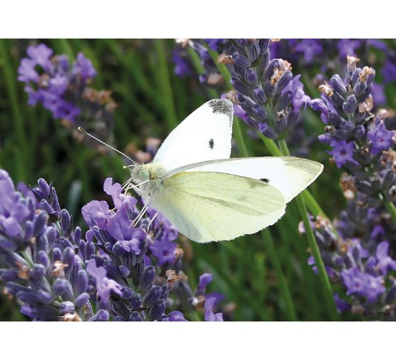 pb-collection-tuinschilderij-cabbage-white-on-lavender
