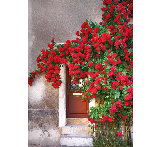 pb-collection-tuinschilderij-door-with-red-flowers
