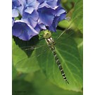 pb-collection-tuinschilderij-hydrangea-dragonfly