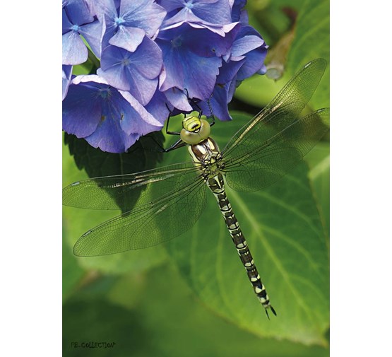 pb-collection-tuinschilderij-hydrangea-dragonfly