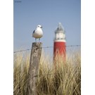 pb-collection-tuinschilderij-maritime-seagull