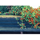 pb-collection-tuinschilderij-nasturtium-bench