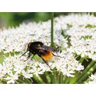 pb-collection-tuinschilderij-parsly-bee