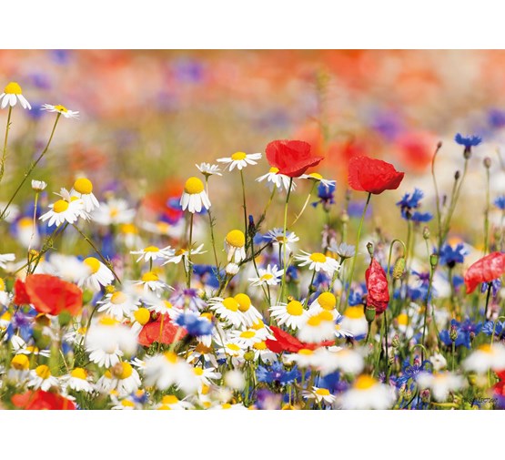 pb-collection-tuinschilderij-wild-flower-mixed