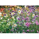 pb-collection-tuinschilderij-wild-flowers-purple