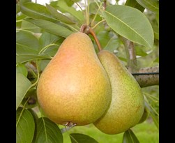 patiofruit peer 